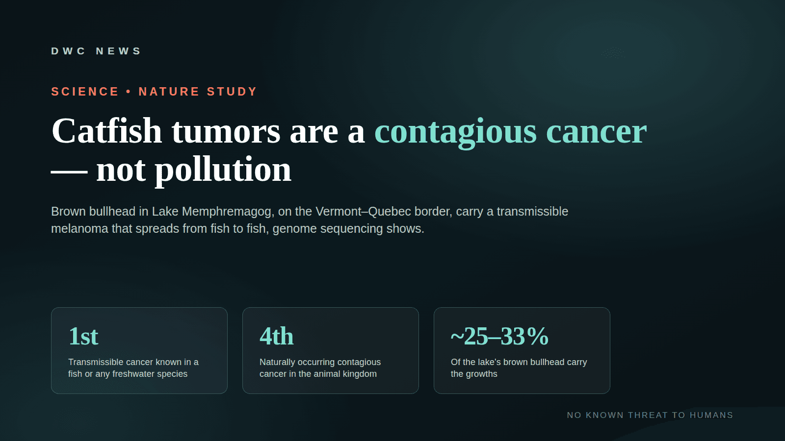 By-the-numbers graphic: brown bullhead catfish in Lake Memphremagog carry a transmissible melanoma — the first contagious cancer known in a fish and the fourth in the animal kingdom; roughly a quarter to a third of the lake's bullhead are affected; the lineage entered the population around 2012.