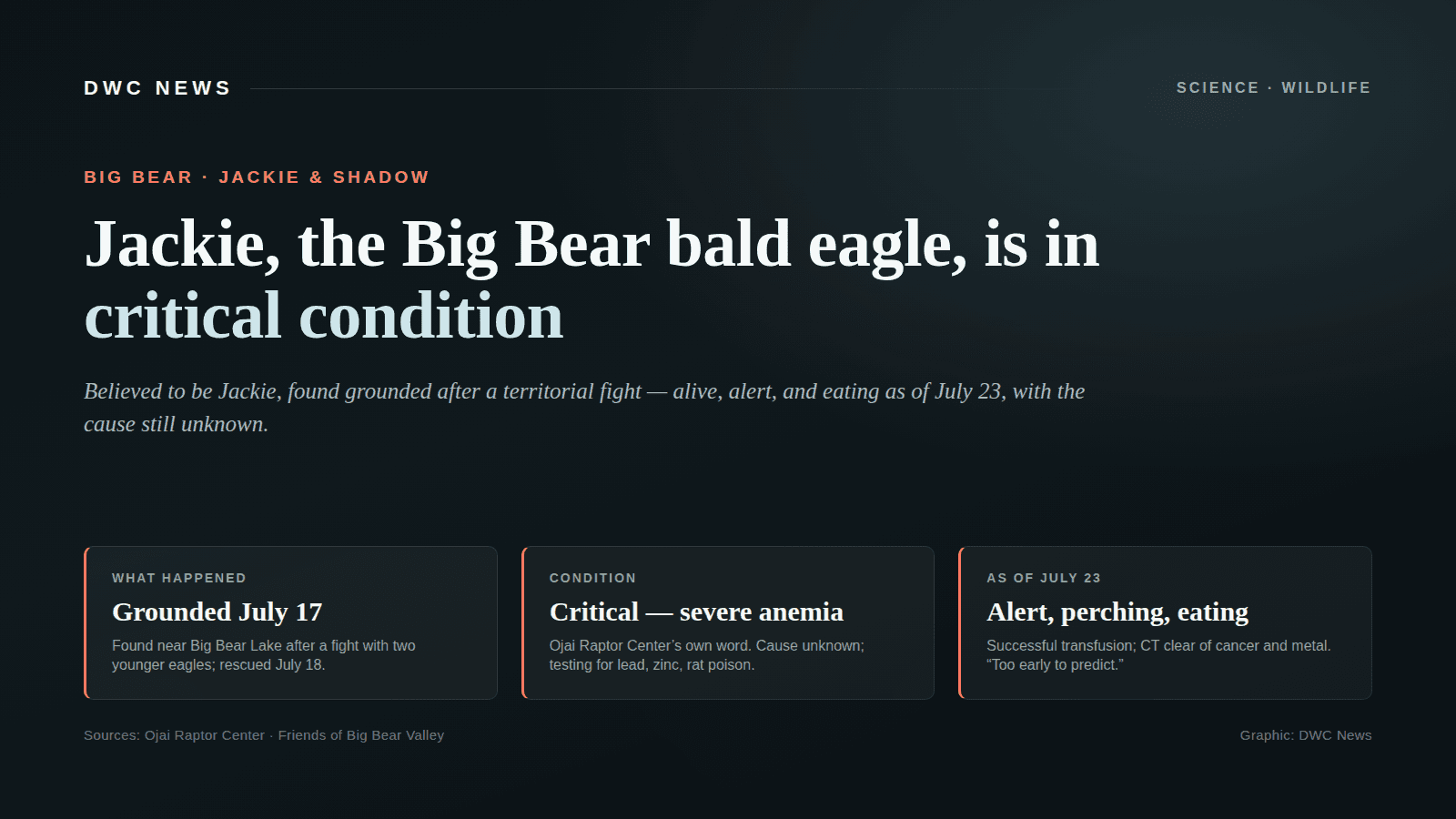Editorial graphic titled Jackie, the Big Bear bald eagle, with three fact tiles: found grounded July 17 after a territorial fight; in critical condition with severe anemia at the Ojai Raptor Center; and, as of July 23, alert, perching, and eating after a successful blood transfusion.